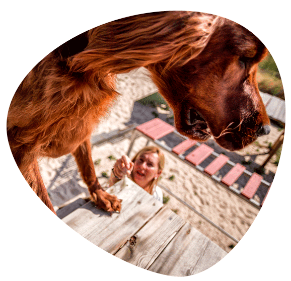 Cursos y adiestramiento canino – Adiestrador de perros especializado